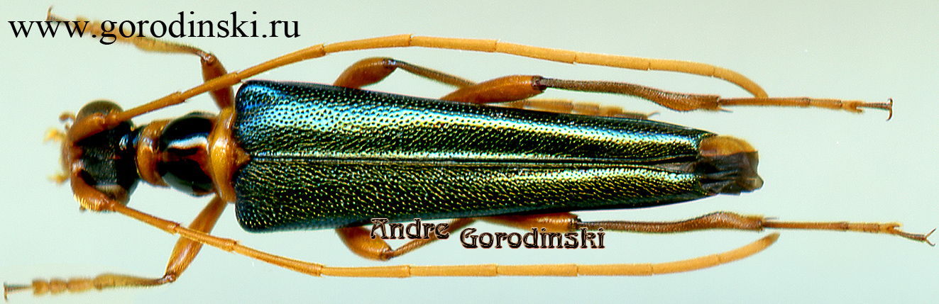 http://www.gorodinski.ru/cerambyx/Eustrangalis aeneipennis.jpg